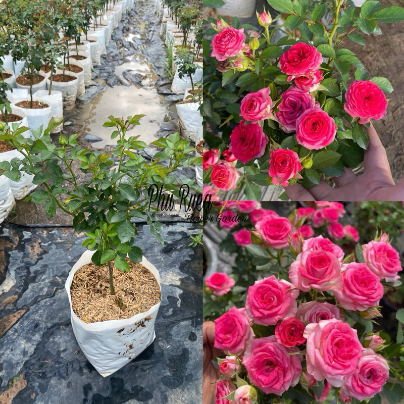กุหลาบ🌹ฟาบิโอล่า🌹 กลีบดอกวงนอกสีชมพูอ่อน กลีบวงในเป็นสีชมเข้ม