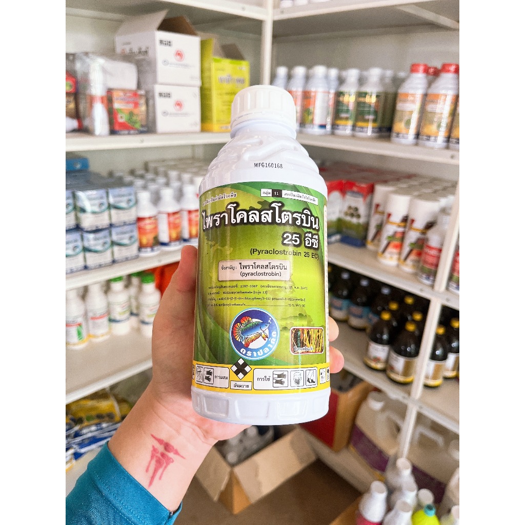 👩🏻‍🌾 ไพราโคลสโตรบิน 25% ป้องกันเชื้อราใบไหม้ ใบจุดสีน้ำตาล ราหลุม ไหม้คอรวง เมล็ดด่าง ราดำ ราสนิม แอนแทรคโนส โรคยางไหล