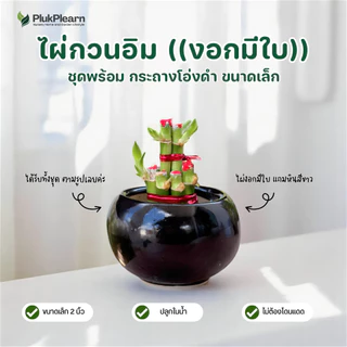 ไผ่กวนอิม ไม้มงคล พร้อมกระถาง ((รุ่นมีใบ ปลูกในน้ำ)) ขนาดเล็ก 2 นิ้ว ต้นไม้วางบนโต๊ะทำงาน ต้นไม้มงคล