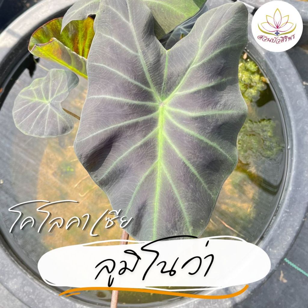 โคโลคาเซีย 