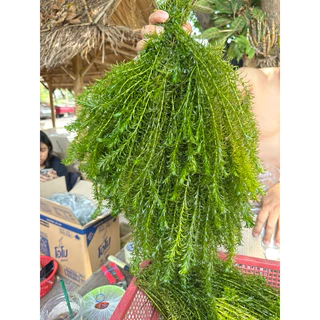 สาหร่ายหางกระรอก ใส่บ่อปลา อ่างปลา ที่หลบภัยของสัตว์น้ำ ปลูกเองขายเอง
