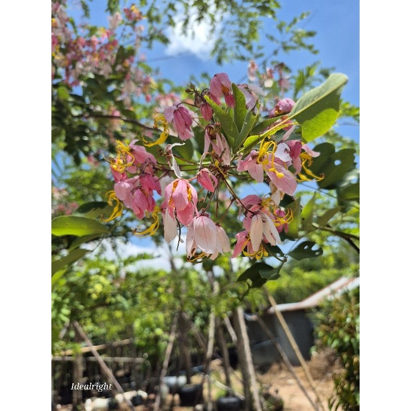 ต้นชัยพฤกษ์ สูง 2 เมตร พร้อมส่งค่ะ