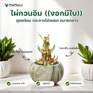ไผ่กวนอิม 3 ชั้น ขนาดใหญ่ ((รุ่นมีใบงอก) )กระถาง 4 นิ้ว ต้นไม้มงคล วางประดับหิ้งพระ โต๊ะทำงาน