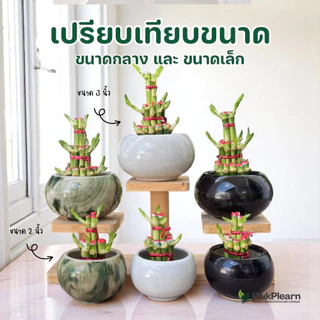 ไผ่กวนอิม 3 ชั้น ขนาดใหญ่ ((รุ่นมีใบงอก) )กระถาง 4 นิ้ว ต้นไม้มงคล วางประดับหิ้งพระ โต๊ะทำงาน