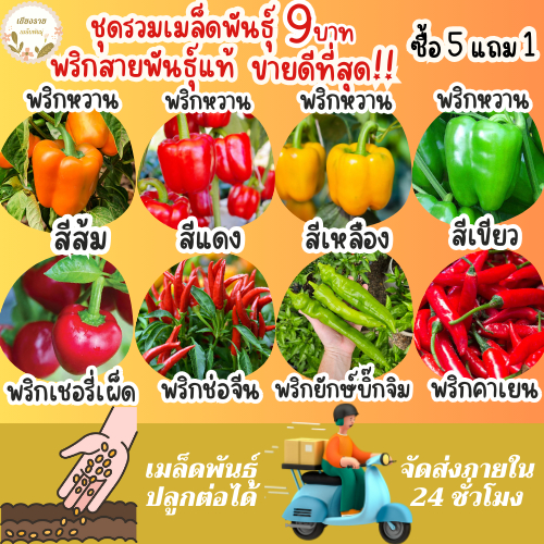 เมล็ดพันธุ์ ชุดพริก สายพันธุ์แท้ ขายดีที่สุด ปลูกกินก็ได้ ปลูกขายก็ดี โตไว พร้อมส่ง พริกเชอรี่เผ็ด/พริกช่อจีน/พริกหวาน