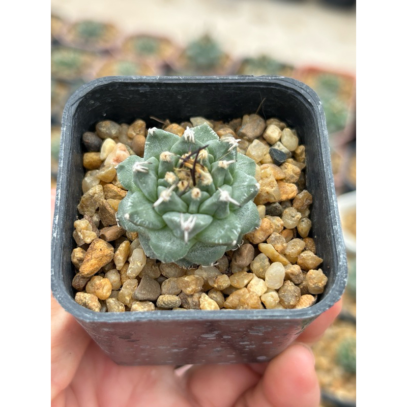 เทอบินิคาปัส อลอนซอย (Turbinicarpus alonsoi ) ขนาดกระถาง 2 นิ้ว 🚚ส่งทั้งกระถาง
