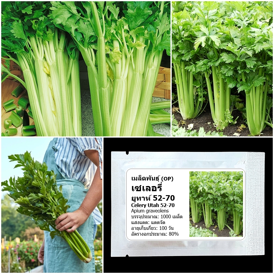 เมล็ดพันธุ์ เซเลอรี่ คื่นฉ่ายยักษ์ คื่นฉ่ายฝรั่ง Celery Utah 52-70 Seed บรรจุ 1000 เมล็ด