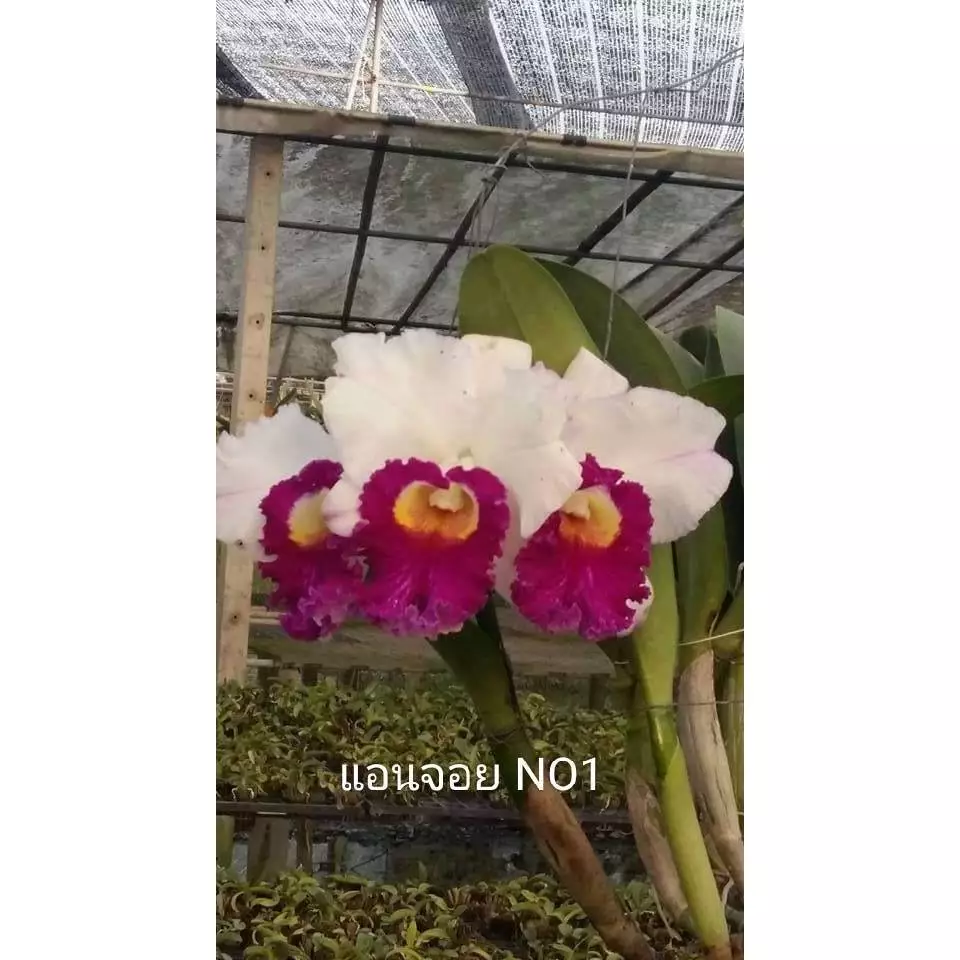 กล้วยไม้แคทลียา เอนจอย เบอร์ 1 ต้นพร้อมให้ดอก