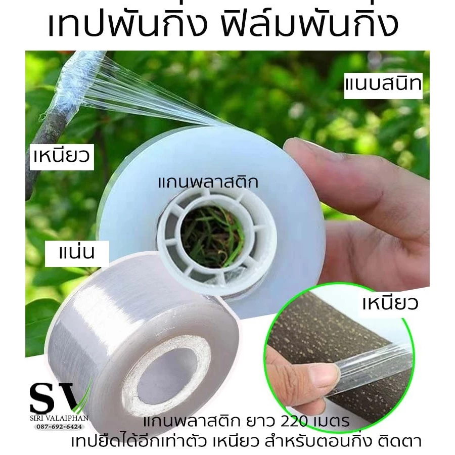 เทปพันกิ่ง ฟิล์มพันกิ่ง กว้าง 3,5,10 ซม แกนพลาสติก ยาว 200 เมตร เทปยืดได้อีกเท่าตัว เหนียว ไม่มีกาว สำหรับตอนกิ่ง ติดตา