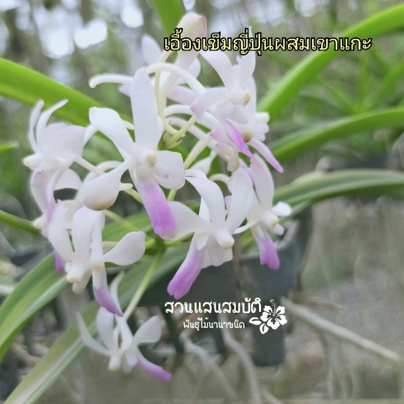 กล้วยไม้เอื้องเข็มญี่ปุ่น +เขาแกะชมพู ดอกหอม ให้ดอกเก่งตลอดทั้งปี