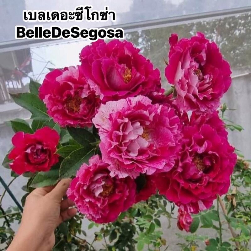 กุหลาบเลื้อย-เบลเดอะซีโกซ่า ”BelleDeSegosa“ สีแดง-แดงอมม่วง ลายขีดขาว หอมแรง