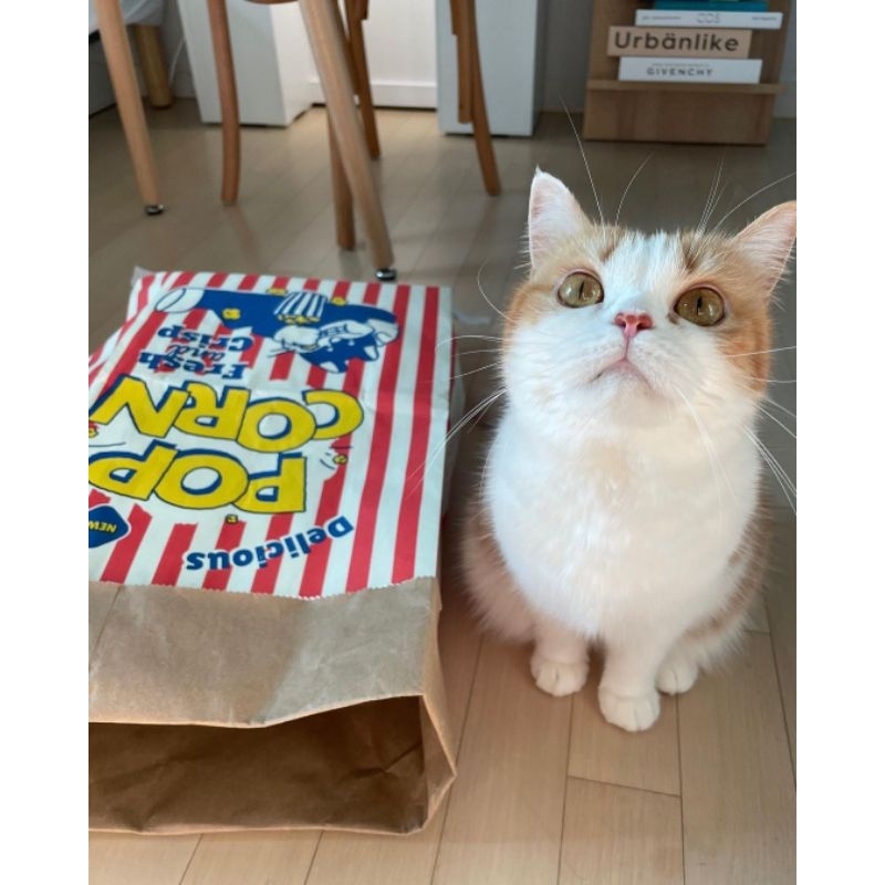 ถุงแมวมุด ถุงป๊อปคอร์น ของเล่นแมว Popcorn Peek-a-Boo Bag