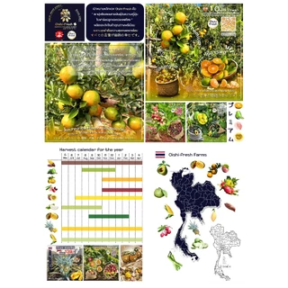 🇹🇭Oishi-fresh🍈เมล่อนญี่ปุ่นเนื้อเขียว ปลอดสารพิษ 1 ลูก 0.7-1 กก. รสชาติกรอบ สด ใหม่ ใยอาหารสูง หวานออร์แกนิค ส่ง 24 ชม.