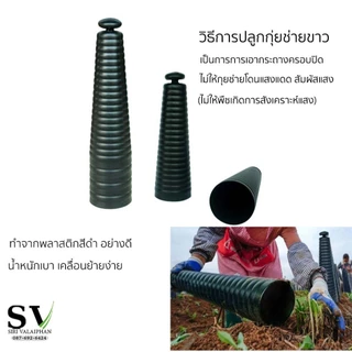 กรวยครอบผักกุยช่าย แพ็ค 5/10 กรวย กระถางครอบผักกุยช่ายขาว กระถางพลาสติก สำหรับปลูกกุยช่ายขาว