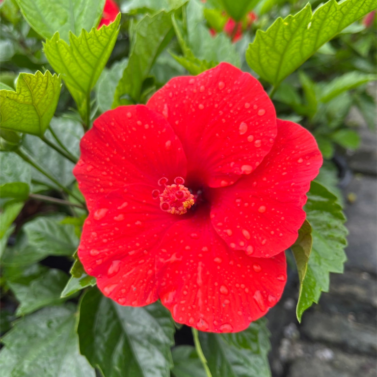 ชบากลีบชั้นเดียว สีแดง ชบาไต้หวัน ดอกสีสดโดดเด่นมาก ให้ดอกเยอะ Hibiscus, Red Hibiscus