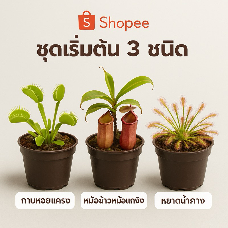🔥Set พิเศษ! รวมดาวเด่น “ไม้กินแมลง” สำหรับนักสะสมและมือใหม่ กาบหอยแครง หม้อข้าวหม้อแกงลิง หยาดน้ำค้าง ซาราซีเนีย ต้นจริง