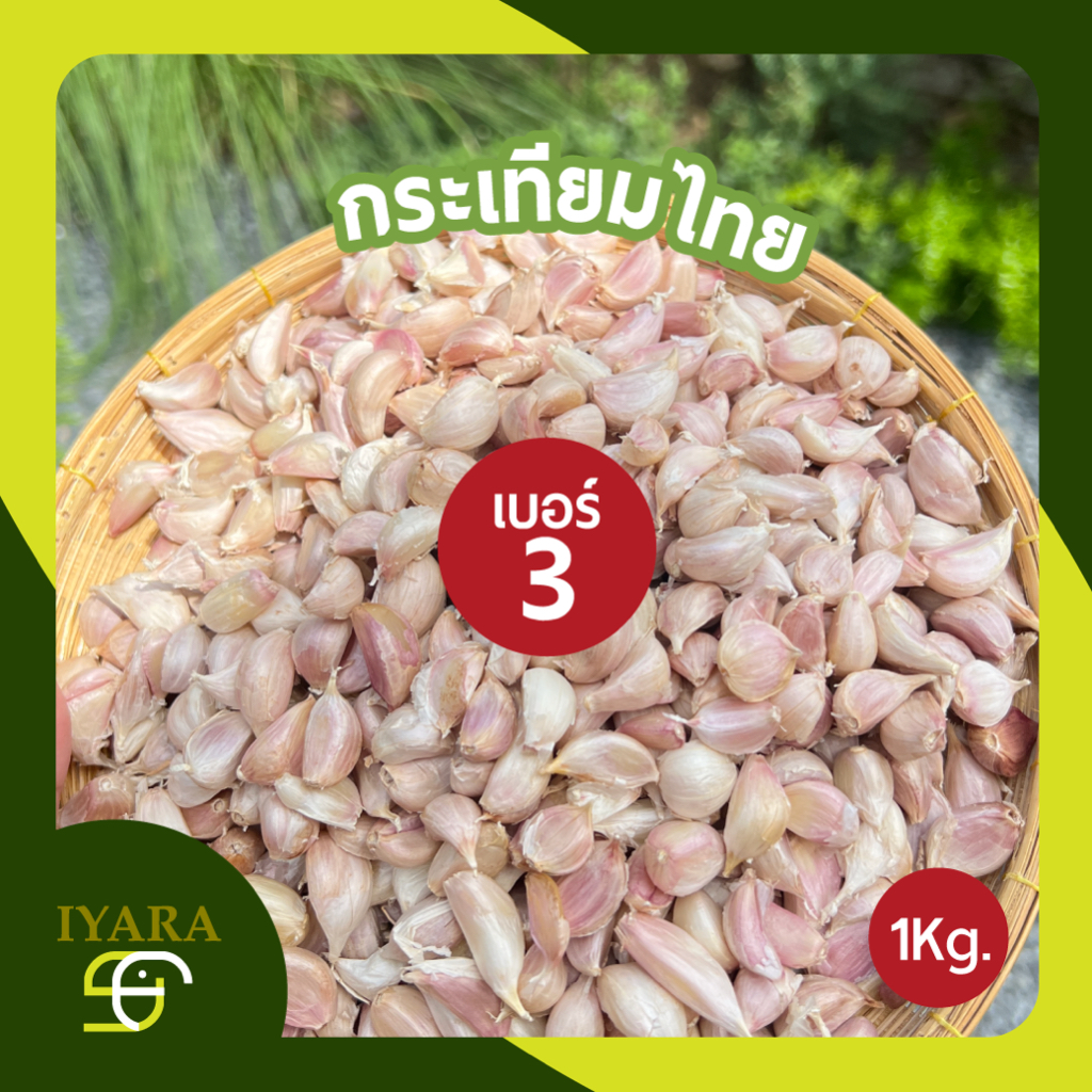 กระเทียมไทยแกะกลีบ เบอร์3 (ไซส์เล็กไซส์ขายดี) 1กิโลกรัม