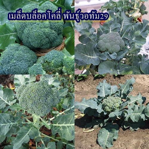 200+ เมล็ด เมล็ดบล็อคโคลี่ พันธุ์วอทัม29 (ปลูกง่าย ดอกสีเขียวเข้มดอกใหญ่แน่น รสชาติดีหวานกรอบอร่อย ทำเมนูได้หลากหลาย)