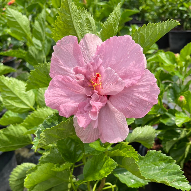 ชบาดอกซ้อนสีม่วง สีนี้หายาก น่าสะสม ดอกสวยมาก Hibiscus, Double Tropical Hibiscus