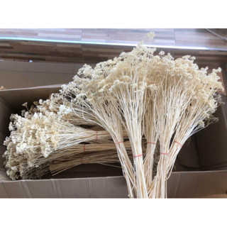 อะคีเรียดอกไม้แห้งดอกไม้จริงฟอกขาวย้อมสี