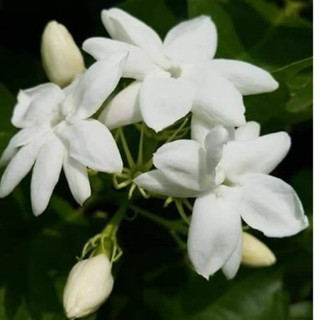 มะลิพันธุ์ราษฎร์บูรณะ1ต้น :ให้ดอกดกตลอดทั้งปีนิยมปลูกกันมากต…