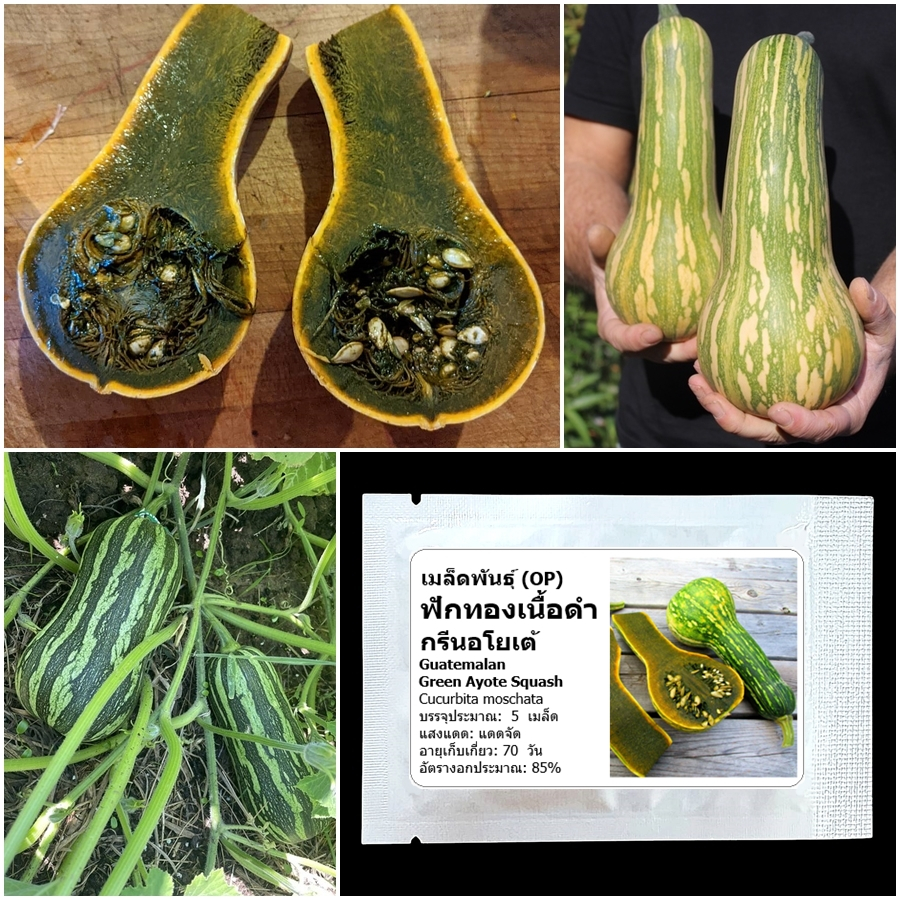 เมล็ดพันธุ์ ฟักทองเนื้อดำ กรีนอโยเต้ Guatemalan Green Ayote Squash Seed 5 เมล็ด คุณภาพดี ของแท้ 100%