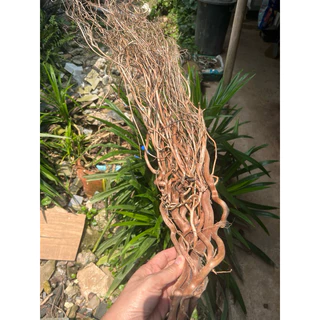 รากไม้แต่งตู้ปลา diy จัดสวน