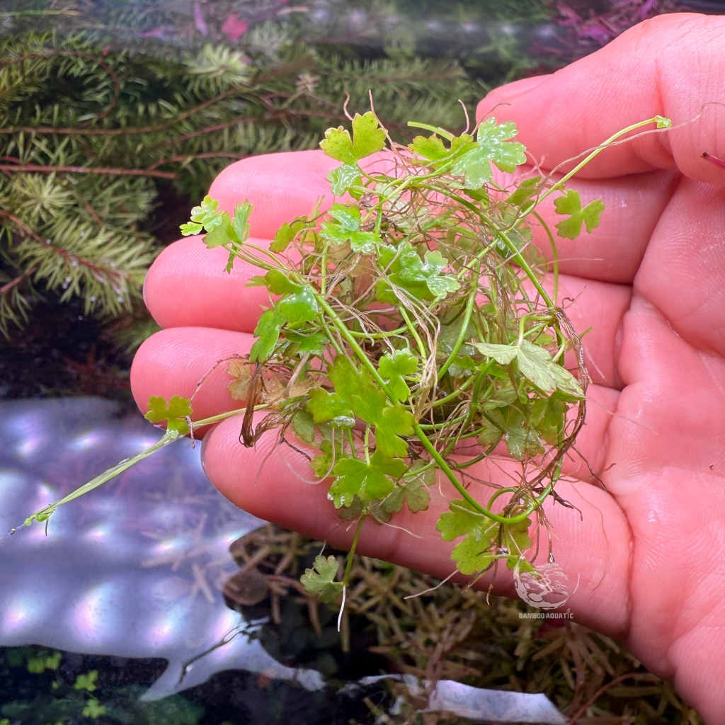 Hydrocotyle Jp. ตำลึงแคระญี่ปุ่น พุ่มสวย