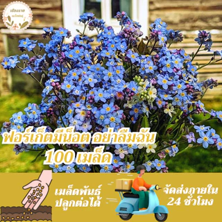 เมล็ดพันธุ์ ดอก ฟอร์เก็ตมีน็อต อย่าลืมฉัน 15 เมล็ด Forget me not เมล็ดพันธุ์แท้ นำเข้าจากต่างประเทศ ปลูกผัก สวนครัว ถูก
