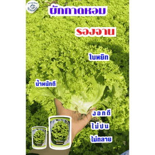 ตราลูกโลก เมล็ดผักกาดหอม รองจาน Lettuce เมล็ดพันธุ์ผัก ผักสวนครัว ผักซอง