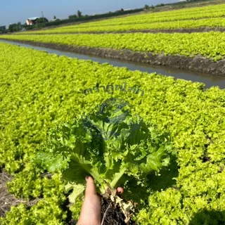 ตราลูกโลก เมล็ดผักกาดหอม รองจาน Lettuce เมล็ดพันธุ์ผัก ผักสวนครัว ผักซอง