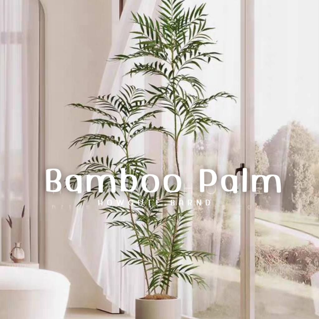 PRE14วันค่ะ BAMBOO PALM (ต้นปาล์มไผ่) ฟอร์มต้นสวย รูปที่ 5