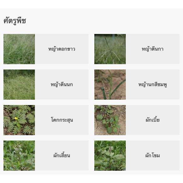 [แพ็ค 4 แกลลอน] กลูโฟซิเนต15 ขนาด 4 ลิตร เอ็กซ์ตร้า กระติกม่วง ทนฝน กลูโฟซิเนต-แอมโมเนียม15 ฆ่าหญ้า กำจัดวัชพืช ฆ่าหญ้า - รูปที่ 2