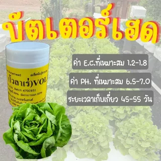 เมล็ดเคลือบ [1,000 เมล็ด] เมล็ดชนิดเคลือบผักสลัด ENZA ZADEN อัตราการงอกสูง