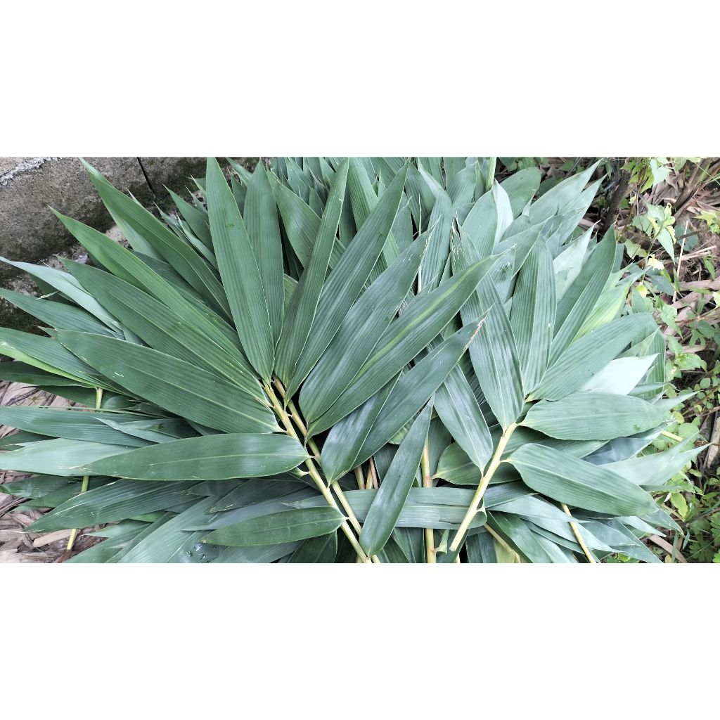 ใบไผ่ สด ใบใหญ่ สำหรับห่อบ๊ะจ่าง  Bamboo Leaf  กิโลละ 99 บาท ใบบ๊ะจ่าง ใบไผ่ เก็บคละไซส์ ไผ่ ใช้ห่อบ๊ะจ่าง