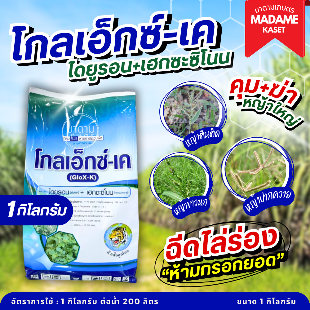 ใหม่! โกลเอ็กซ์-เค หัวเสือลูกโลก (ไดยูรอน+เฮกซะซิโนน) สูตรเม็ดออกฤทธิ์คุม+ฆ่า ได้ทั้งอ้อยตอ อ้อยปลูกใหม่ ฉีดพ่นใกล้ไร่มั