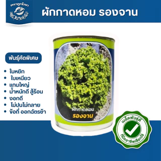 ตราลูกโลก เมล็ดผักกาดหอม รองจาน Lettuce เมล็ดพันธุ์ผัก ผักสวนครัว ผักซอง