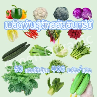 เมล็ดผักสลัด กรีนโอ๊ค เรดโอ๊ค คอส สลัดแก้ว เคล ผักชี พริก กร…