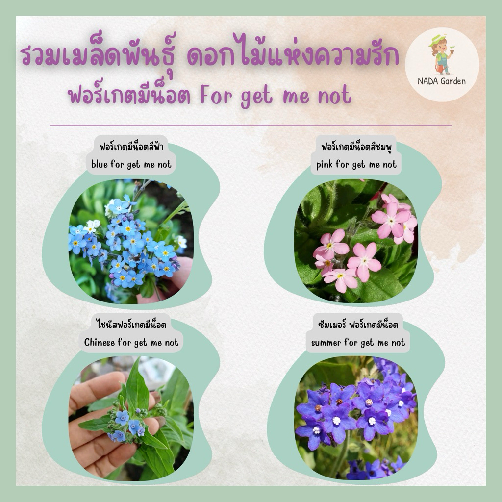 รวมเมล็ดพันธุ์ ดอกฟอร์เกตมีน็อต for get me not ดอกไม้สื่อความรัก ปลูกง่าย ความหมายดี