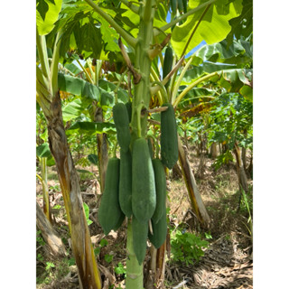 มะละกอดิบ แขกดำ เก็บสด ก่อนจัดส่ง