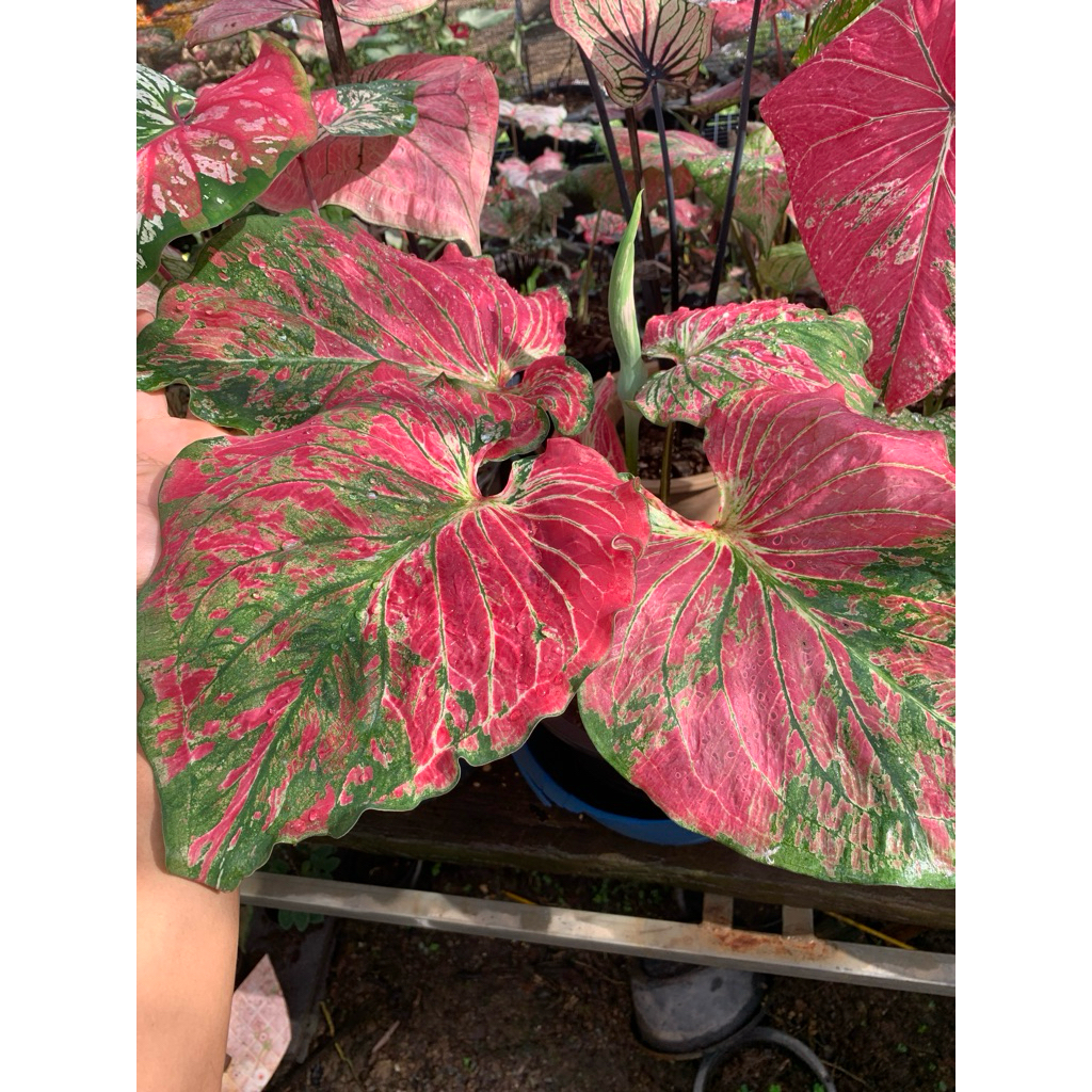 บอนสีศรีมหาโพธิ์กระถาง4นิิ้ว บอนสีศรีมหาโพธิ์กระถาง4นิิ้ว