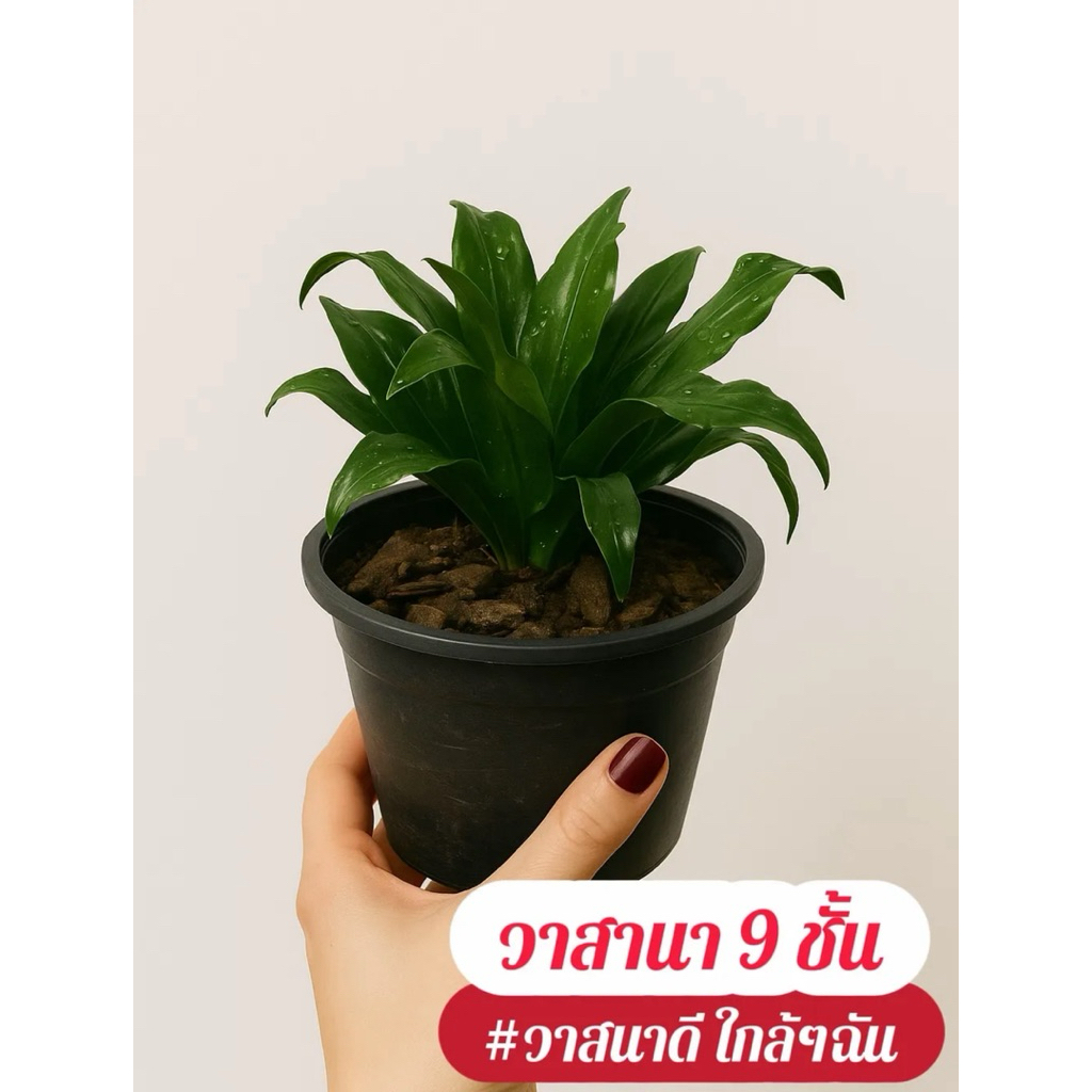 วาสนา 9 ชั้น #ไม้มงคลเสริมวาสนา #มีวาสนาที่ดีเป็นของตัวเอง มีบริการส่งด่วนพิเศษ