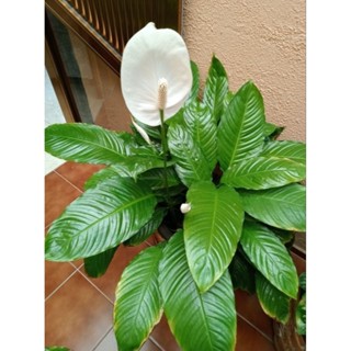 ต้นเดหลีสีขาว1ต้นลงถุงดำเล็ก.ไม้ฟอกอากาศไม้มงคล