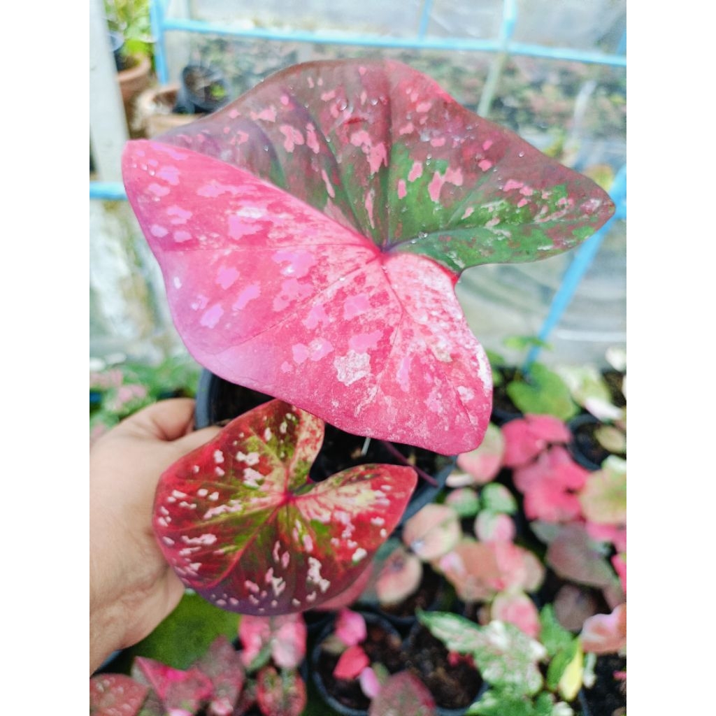 ต้นบอนสี รัตนรุ่งเรือง เป็นบอนด่างสีชมพู หน้าหวานมาก มีเม็ดสีกระจายทั่วใบ