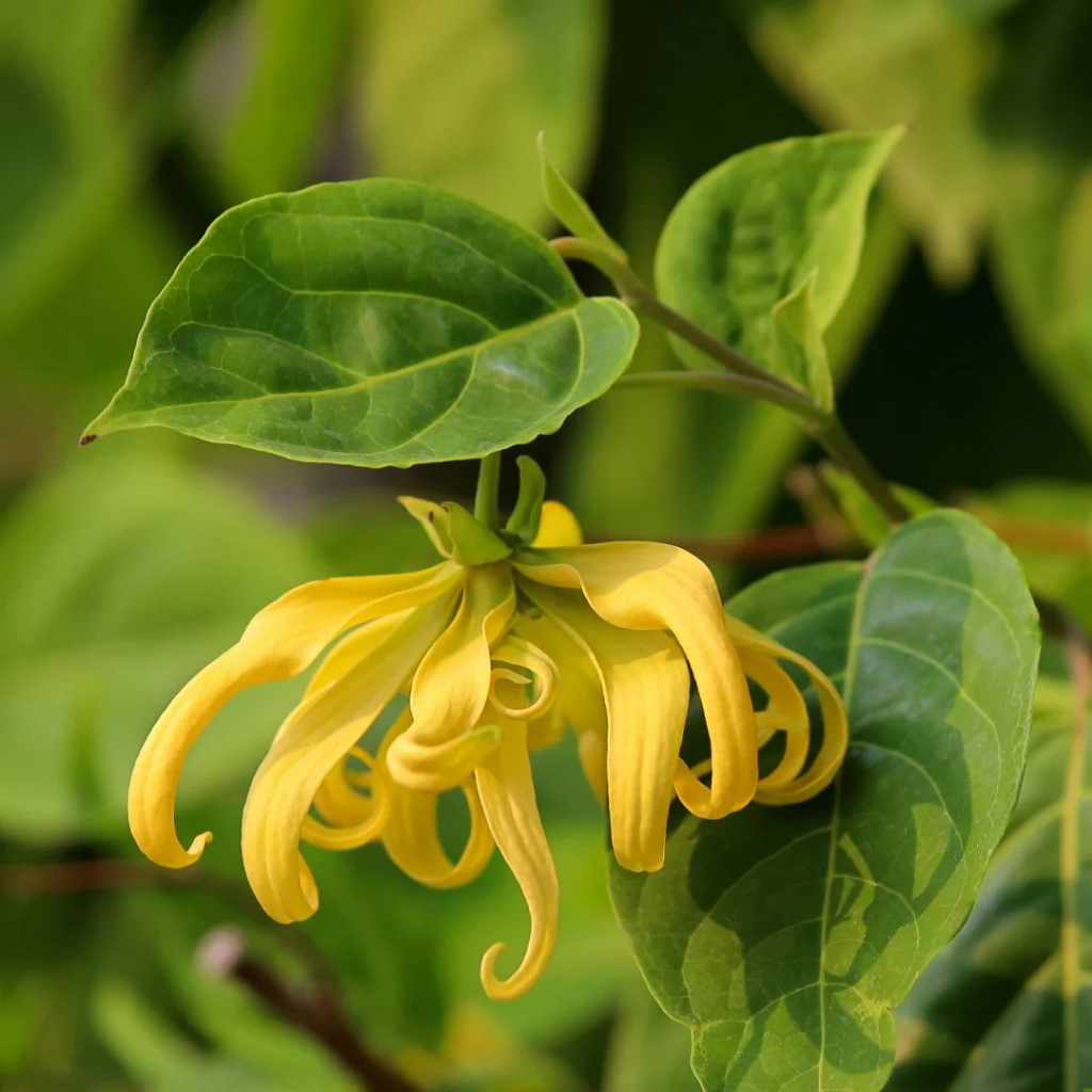 กระดังงาสงขลา ไม้ดอกกลิ่นหอม Dwarf Ylang-Ylang