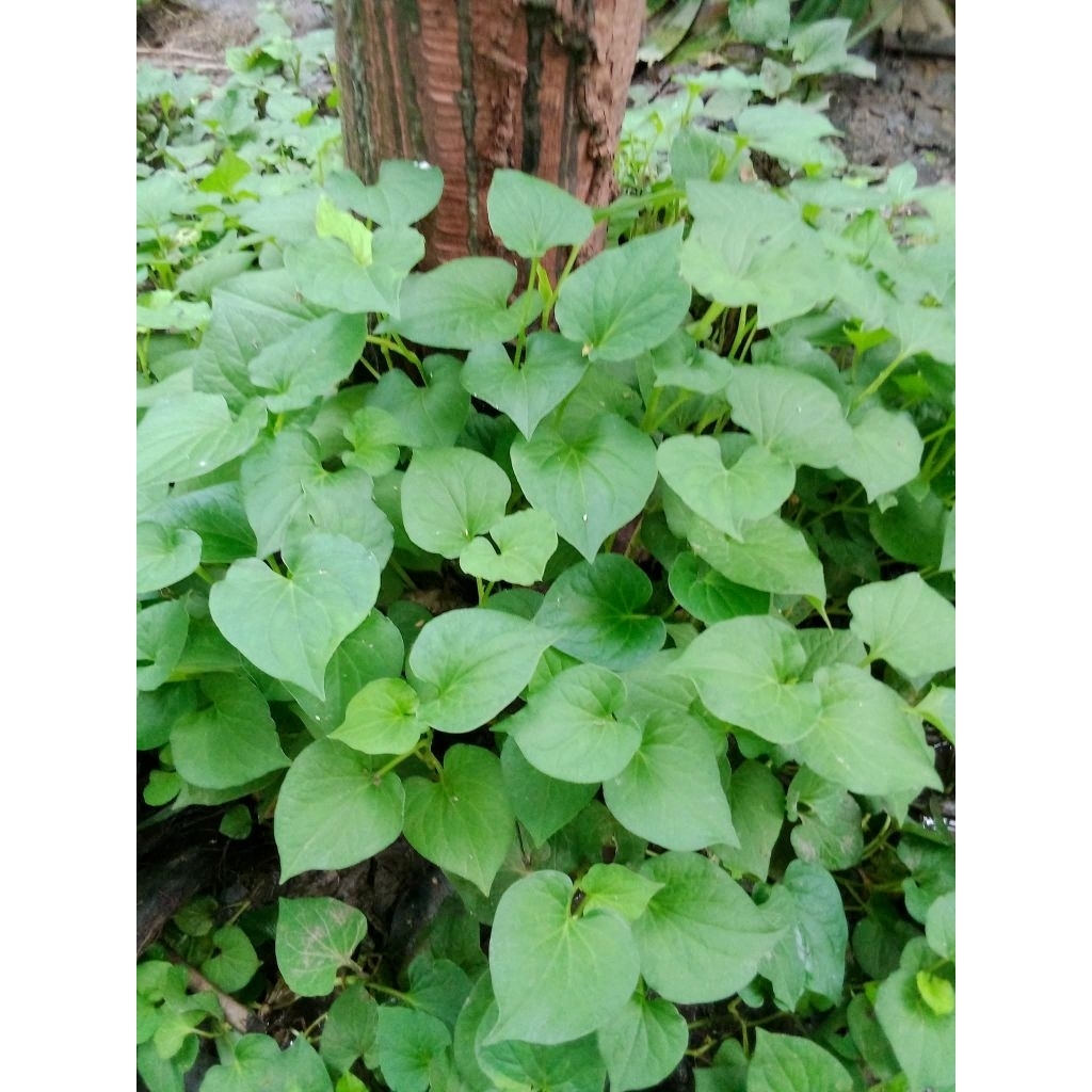 ต้นพลูคาว 1 ต้น 1ถุงดำต้นเล็ก สมุนไพร พืชสวนครัว🤩🌱