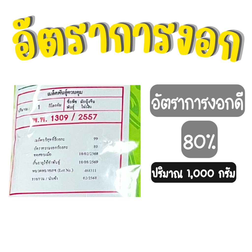 ผักบุ้งจีนไผ่เงิน เมล็ดผักบุ้งจีน 1 รูปที่ 3