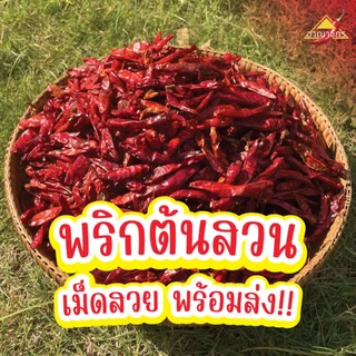 พริกแห้ง จินดา (เด็ด) 5 กก. เม็ดอวบ ทำน้ำพริก ทำพริกแกง ทำพริกป่น และ อาหารอื่นๆ