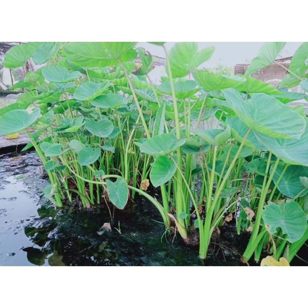 เผือกหอม 1 ชุด 10 ต้นหัวพันธุ์ส่งแบบตัดใบ🥰🌱