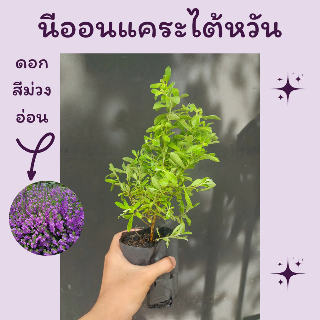 ต้นนีออนแคระไต้หวัน ถุงชำ4นิ้ว ( โปร 2 ต้น 50 ) ดอกสีม่วงอ่อน ต้นเล็กฟอร์มสวย ทนแล้ง เลี้ยงง่าย